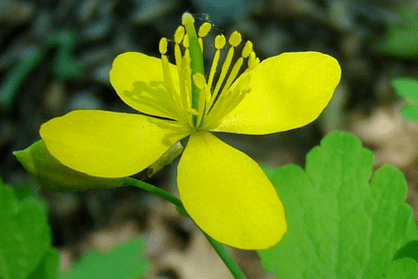 Flor de erva celandina para remoção de papiloma